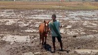 Untuk dapat melihat dan menyaksikan keseruan pacuan kuda lumpur ini, Anda bisa hadir pada sore hari di lokasi kegiatan, aksesnya sangat mudah karena berada tepat dipinggirkan jalan raya Bima Sumbawa.  (Faruk Nickyrawi/detikcom)