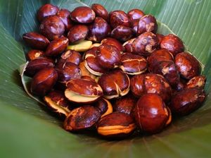 Manfaat Jengkol: Menjaga Kesehatan Jantung hingga Kontrol Gula Darah