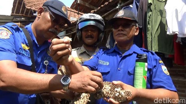 Larva Tawon Vespa yang Gurih Manis Dinikmati Warga Kudus