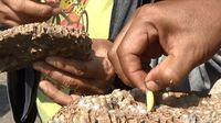 Larva Tawon Vespa yang Gurih Manis Dinikmati Warga Kudus