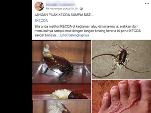 Viral Bahaya Injak Kecoa Bikin Cacing Masuk ke Kulit, Ini Faktanya