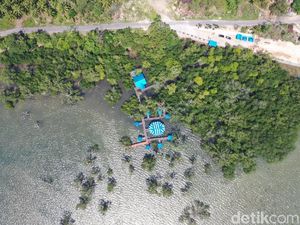 Mengapa Perlu Menjaga Kelestarian Tanaman Bakau? Ini Alasannya