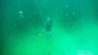 Salah satu spot berenang dengan ubur-ubur tanpa takut disengat adalah di Danau Kakaban, Kalimantan Timur. (Kukuh Himawan Samudro/dTraveler)