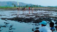 Jika Sumbawa Barat memiliki Barapan Kebo atau karapan kerbau yang diperlombakan di areal sawah yang berlumpur, maka di Dompu, Nusa Tenggara Barat (NTB) memiliki Pacuan Kuda Lumpur.  (Faruk Nickyrawi/detikcom)