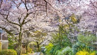 Kanal yang bersih dan Bunga Sakura yang mekar membuat kanal yang membentang antara Ginkaku-Ji dan Nanzen-Ji, membuat The Philosophers Walk menjadi jalan paling indah di Jepang. (iStock)