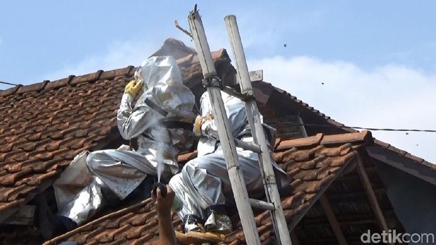 Larva Tawon Vespa yang Gurih Manis Dinikmati Warga Kudus