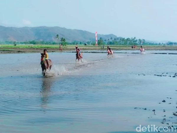 Kegiatan ini cukup unik karena tidak lazim seperti pacuan kuda pada umumnya yang diselenggarakan di gelanggan atau arena khusus. Hanya saja ada persamaan pada joki atau penunggang kuda, yaitu anak kecil yang masih dibawa umur. (Faruk Nickyrawi/detikcom) Kegiatan ini cukup unik karena tidak lazim seperti pacuan kuda pada umumnya yang diselenggarakan di gelanggan atau arena khusus. Hanya saja ada persamaan pada joki atau penunggang kuda, yaitu anak kecil yang masih dibawa umur. (Faruk Nickyrawi/detikcom)