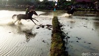 Pucuan kuda lumpur ini cukup ekstrim, karena para joki tidak mengenakkan alat pengaman lengkap. Meski begitu, jika terjatuh maka jatuh di lumpur. (Faruk Nickyrawi/detikcom)