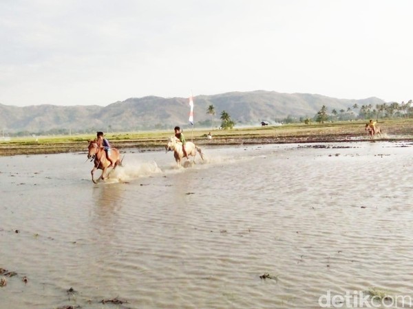 Dari namanya, perlombaan ini sudah pasti digelar di areal yang berlumpur seperti sawah. Tepatnya di areal persawahan Kelurahan Monta Baru, Dompu. (Faruk Nickyrawi/detikcom) Dari namanya, perlombaan ini sudah pasti digelar di areal yang berlumpur seperti sawah. Tepatnya di areal persawahan Kelurahan Monta Baru, Dompu. (Faruk Nickyrawi/detikcom)