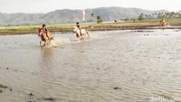 Dari namanya, perlombaan ini sudah pasti digelar di areal yang berlumpur seperti sawah. Tepatnya di areal persawahan Kelurahan Monta Baru, Dompu.  (Faruk Nickyrawi/detikcom)