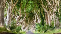 Deretan pohon ini begitu mencuri perhatian setelah menjadi latar film Game of Thrones. Konon deretan pepohonan di The Dark Hedges telah lama menjadi primadona di Irlandia Utara. (iStock)