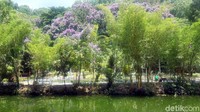 Hutan bambu di Boon Pring berasal dari warisan nenek moyang yang dilestarikan hingga kini. Bahkan ada penjaga bambu bernama waker, yang statusnya hampir sama dengan perangkat desa. (Hilda Meilisa/detikcom)