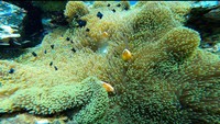 Likupang juga punya beberapa spot diving seperti di sekitar Pulau Lihaga (Satya Winnie/Istimewa)