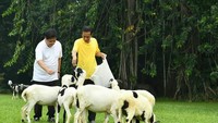 Airlangga juga terkenal dekat dengan Presiden Jokowi. Ia pernah joging bersama di kawasan Istana Bogor. Sambil joging, Airlangga dan Presiden Jokowi asyik memberi makan beberapa ekor kambing. Foto: instagram @airlanggahartanto