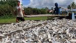 Produksi Ikan Asin di Aceh Barat Meningkat