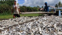 Sejumlah pekerja sedang menjemur ikan asin di Desa Padang Seurahet, Johan Pahlawan, Aceh Barat.
