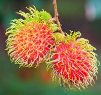 Bule Ini Dikritik Netizen Karena Buka Rambutan Pakai Pengupas Kentang