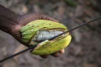 Nyamm! KitKat Hadir dengan Rasa Unik Buah Kakao