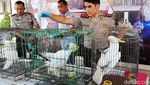 Buaya Hingga Trenggiling Diamankan Polisi di Pasuruan