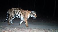 Kisah Harimau Jomblo, Jalan Ribuan Kilometer Cari Pasangan