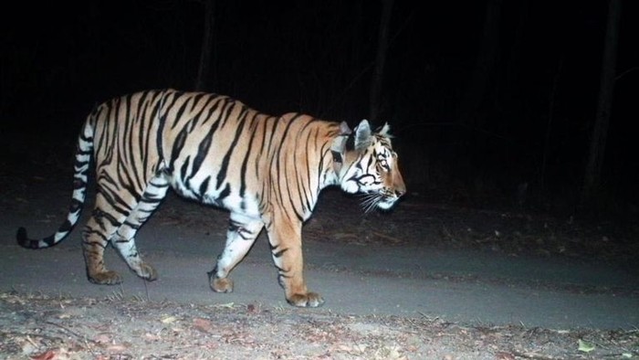 Harimau India