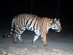 Harimau di India Semakin Meningkat dan Banyak Muncul di Pegunungan, Apa Penyebabnya?