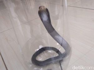 LIPI: Bisa Anak Kobra Sudah Mematikan untuk Level Manusia