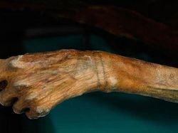 Seram, Penampakan Mumi Punya Tato