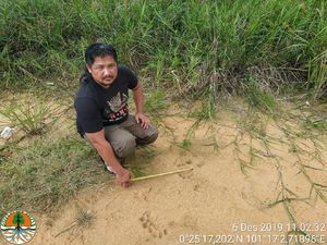 Camera Trap Dipasang di Lokasi Jejak Harimau di Kampar Riau