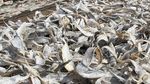 Produksi Ikan Asin di Aceh Barat Meningkat