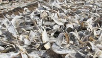 Pengusaha ikan asin mengaku produksi berbagai jenis ikan asin sejak sepekan terakhir mengalami peningkatan hingga 70 persen seiring melimpahnya pasokan bahan baku dari nelayan.