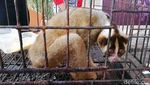 Buaya Hingga Trenggiling Diamankan Polisi di Pasuruan