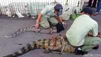 Menurut Kapolres Pasuruan AKBP Rofiq Rifto Himawan, tersangka mengaku satwa-satwa tersebut merupakan peliharaan pribadi.