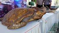 Selain itu didapati satwa mati dan sudah diawetkan yakni 1 trenggiling, 1 buaya anakan, 2 ekor berang-berang dan tengkorak rusa. Ada juga kura kura yang diawetkan.