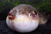 Diberi Makan Ikan Fugu yang Beracun dan Berbahaya, Bocah Ini Kritis