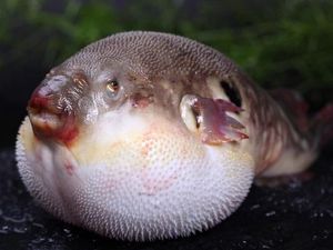 Ikan Buntal: Bisa Kayak Balon, Beracun, dan Tak Bisa Sembarangan Dimakan!