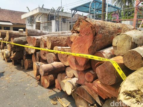Pria Pangandaran Dibui Gegara Tebang 119 Pohon Milik Perhutani