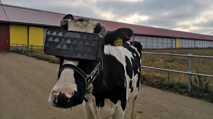 Sapi pakai kacamata VR