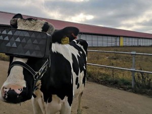 Sapi di Rusia Pakai Kacamata VR Agar Produksi Susunya Bertambah