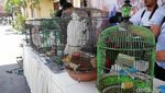 Buaya Hingga Trenggiling Diamankan Polisi di Pasuruan