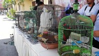 Satwa dilindungi tersebut diamankan dari rumah Sugik Yono (58) warga Dusun Jatianom, Desa Karangjati, Kecamatan Pandaan, Kabupaten Pasuruan. Selain mengamankan satwa, pemilik juga diamankan dan sudah ditetapkan sebagai tersangka.