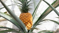 Lalu seperti apa metode penanaman nanas? Konon nanas ditanam di lubang khusus dimana lubang dipanaskan terus menerus dengan pasokan kompos yang membusuk. Foto: CornwallLive