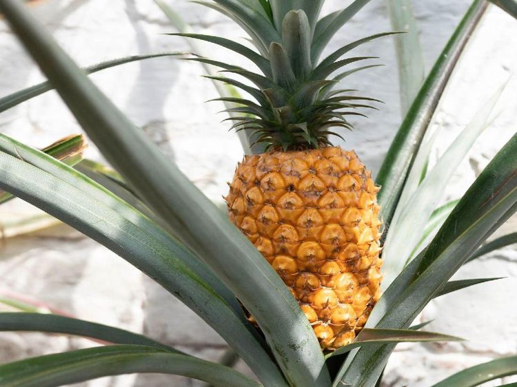 Ini Dia Nanas Super Mahal dari Inggris Seharga Rp 18,4 Juta per Buah!