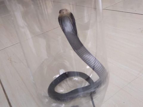 Ular Kobra.