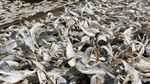 Produksi Ikan Asin di Aceh Barat Meningkat