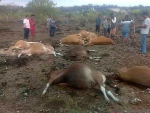 Belasan Sapi Mati Tersambar Petir di Kupang