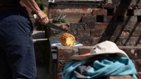 Harga nanas heligan mencapai 1.000 pound sterling atau sekitar Rp 18.4 juta per buah. Nanas ini dibudidayakan secara khusus sehingga harganya fantastis. Foto: CornwallLive