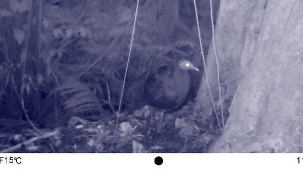 Spesies langka burung gosong Filipina ditemukan di Taman Nasional Bantimurung Bulusaraung (TN Babul), Sulawesi Selatan. Spesies ini pertama kali tertangkap kamera di wilayah resor Tondong Tallasa pada Oktober 2018. (dok. TN Babul)