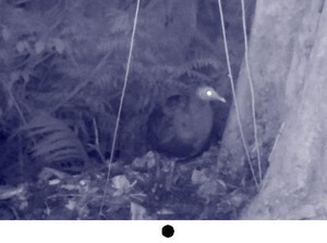 Spesies Burung Langka Terekam Kamera di Sulawesi Selatan