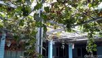 Foto: Secercah Inspirasi dari Kampung Anggur Bantul